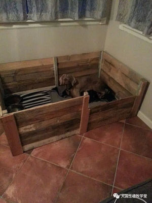 借鉴国外繁殖者经验 打造专业狗狗产箱与舒适狗窝